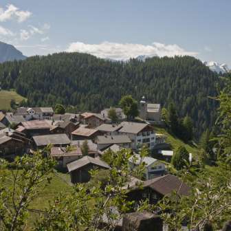 Feldis im Sommer
