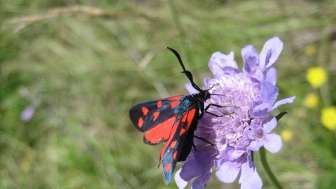 Natureinsatz: Gehölzpflege im Schutzgebiet Dusch