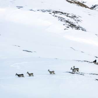 Wildtiere Gämse im Winter