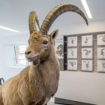 Ein Steinbock der Ausstellung. Ein Steinbock der Ausstellung.