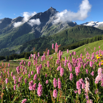 Die wunderschöne Natur um das Summerbeizli Solaria