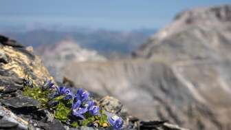 2026 Naturpark Beverin Vortrag Pflanzenwelt Campanula cenisia (4) Michael Zehnder