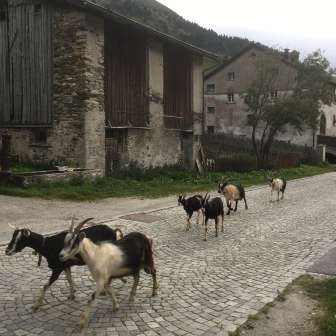 Ziegen in Hinterrhein