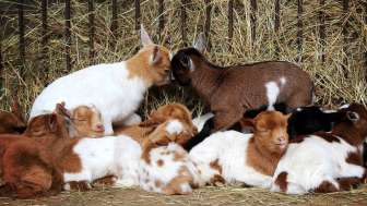 Stallbesuch auf dem Staudenhof am Heinzenberg - Präz