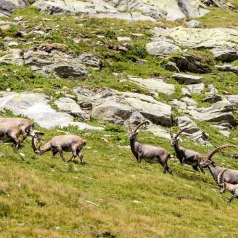 Steinwild im Naturpark Beverin in der Nähe von der Hinterrheinquelle