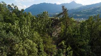 Die zugewachsene Ruine Hasensprung in Rodels