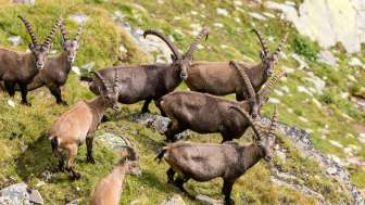 Steinwild im Naturpark Beverin