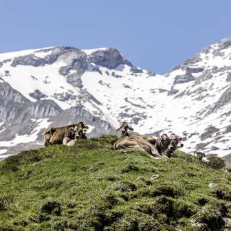 Kühe am Schamserberg im Frühling