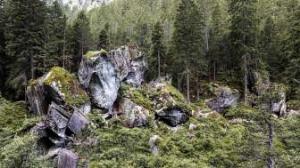 Magic Wood Fels