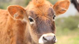 Stallbesuch auf dem Hof Capadrutt am Heinzenberg - Präz
