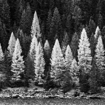 2026 Speluca Reto Thöny Wald