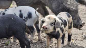 2026 Birkenhof Alpenschwein