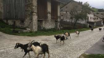 Ziegen in Hinterrhein