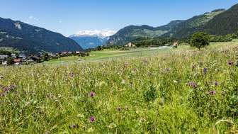 Pratval im Frühling