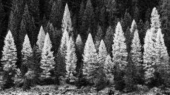 2026 Speluca Reto Thöny Wald