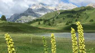 2026 Paradisea Lai da Vons