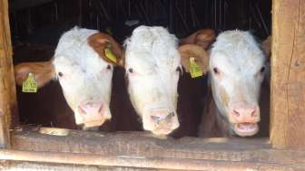 Stallbesuch auf dem Tossa Hof in Avers-Pürd