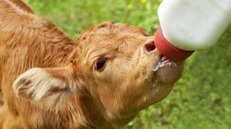 Stallbesuch auf dem Hof Bruneir am Heinzenberg