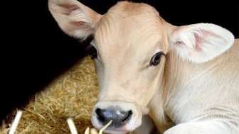 Stallbesuch auf dem Hof Urban Battaglia