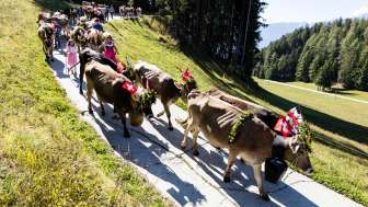Alpabzug Alp Albin