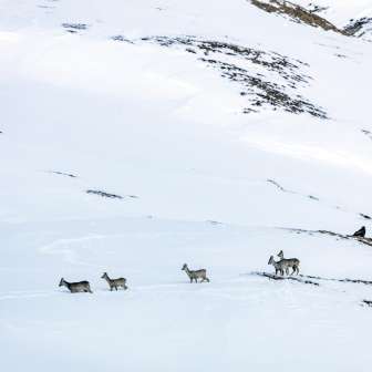 Wildtiere Gämse im Winter