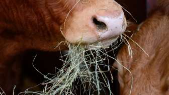 Stallbesuch auf dem Biohof Am Bach 