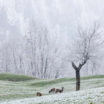 Wildtiere im ersten Schnee