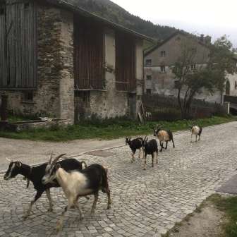 Ziegen in Hinterrhein