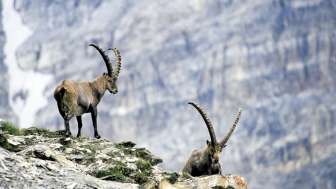 Steinböcke am Piz Beverin