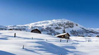 Steinwild im Naturpark Beverin