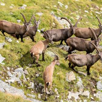 Im Gebiet rund um die Zapporthütte SAC gibt es viele Wildtiere zu beobachten