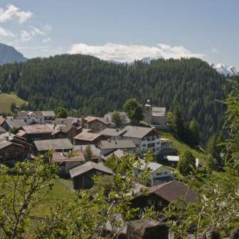 Feldis im Sommer