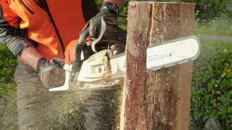 2026 Waldwild Holzschnitzen (Pixabay)