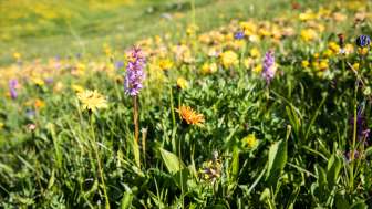 Kräuter-Wanderung - ABGESAGT Kräuter-Wanderung - ABGESAGT