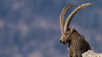 Steinbock Steinbock