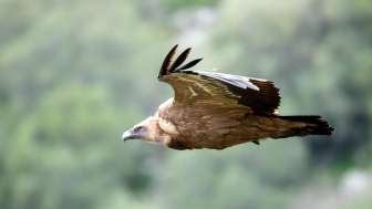2026 Naturpark Beverin pixabay gänsegeier griffon vulture 4999047