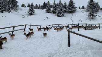 Damhirsch-Besichtigung