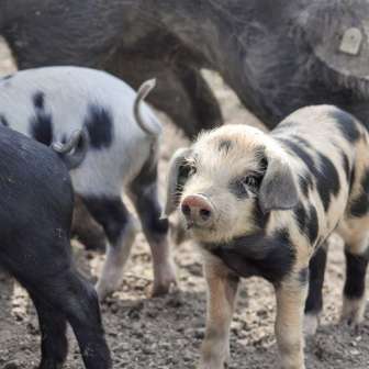 2026 Birkenhof Alpenschwein