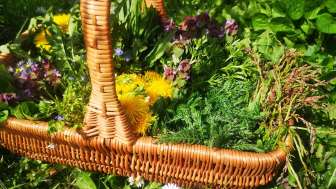 2024 Tartar Wildkraut trifft auf Kochtopf